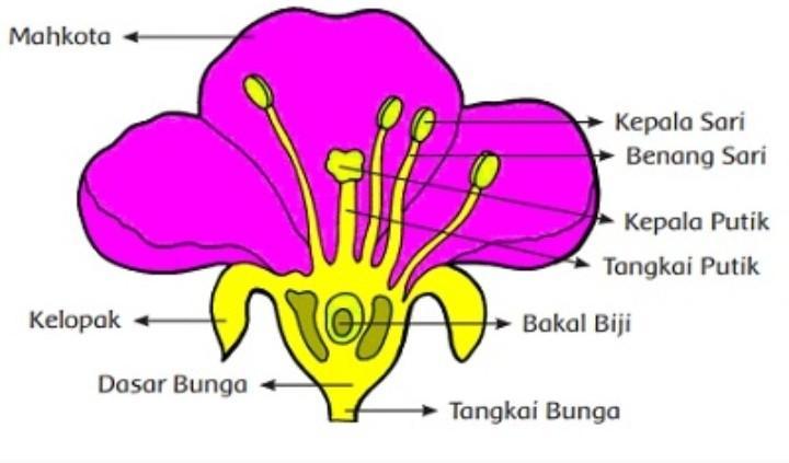 Detail Gambar Bagian Bunga Bugenvil Nomer 3