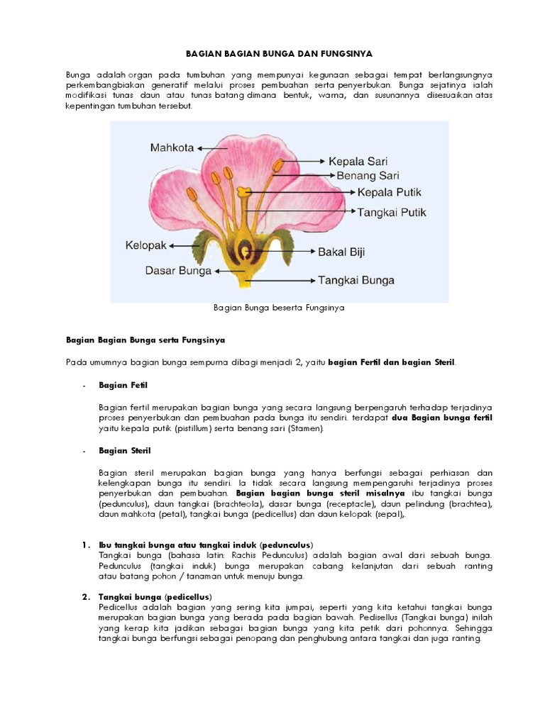 Detail Gambar Bagian Bunga Dan Fungsinya Nomer 32