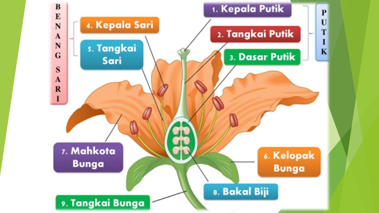 Detail Gambar Bagian Bunga Dan Manfaatnya Nomer 29