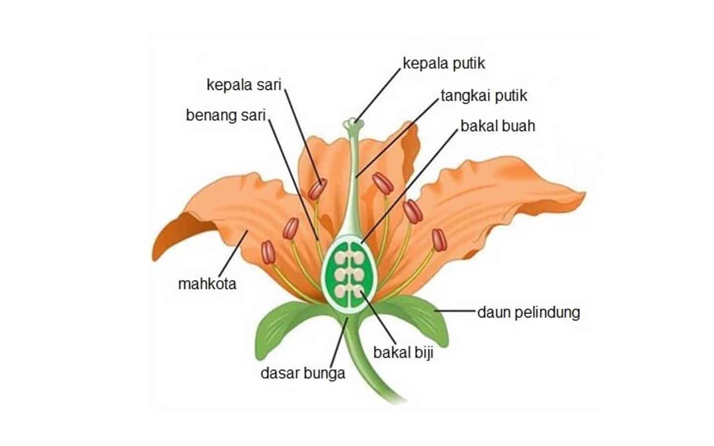 Detail Gambar Bagian Bunga Dan Manfaatnya Nomer 32