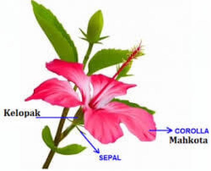 Detail Gambar Bagian Bunga Dan Namanya Nomer 32