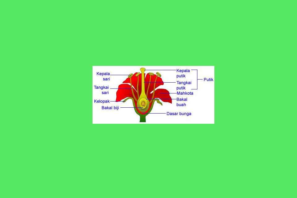Detail Gambar Bagian Bunga Dan Namanya Nomer 33