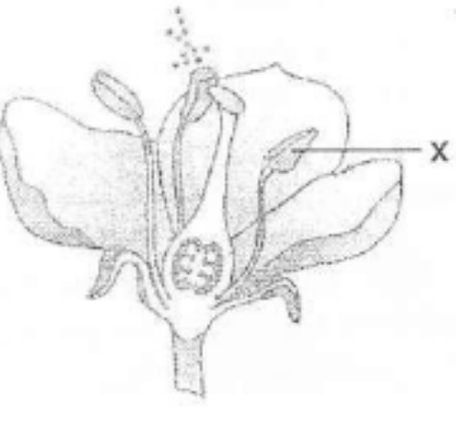 Detail Gambar Bagian Bunga Hitam Putih Nomer 16