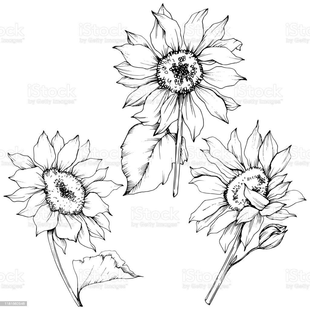 Detail Gambar Bagian Bunga Hitam Putih Nomer 49