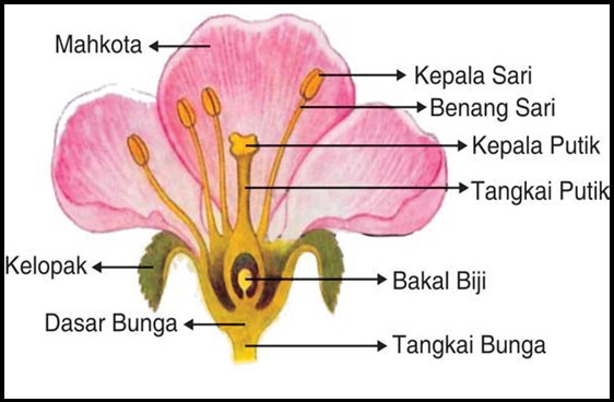Detail Gambar Bagian Bunga Kamboja Nomer 2