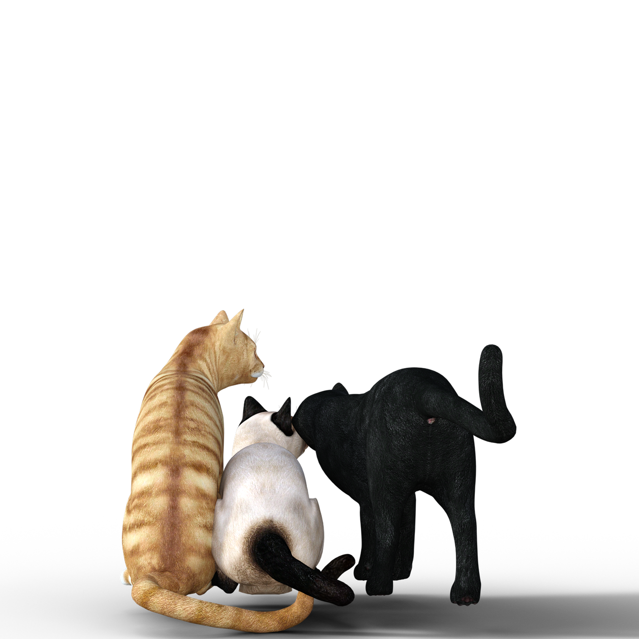 Detail Katze Getigert Nomer 21