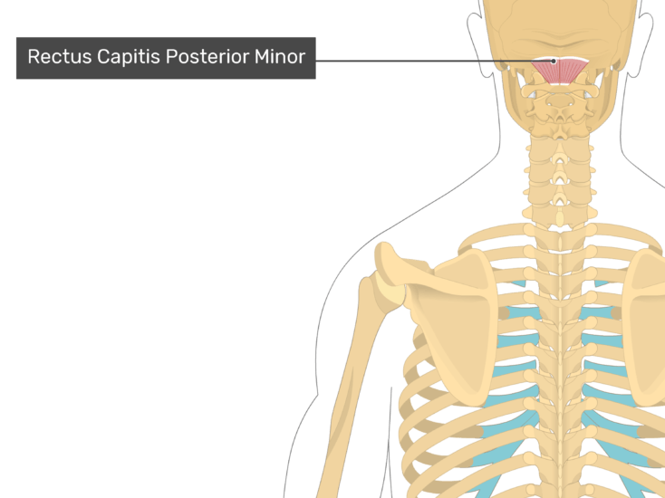 Detail M Splenius Capitis Nomer 13
