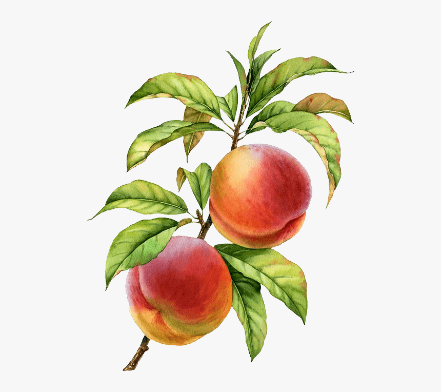 Detail Peach Drawing Nomer 8