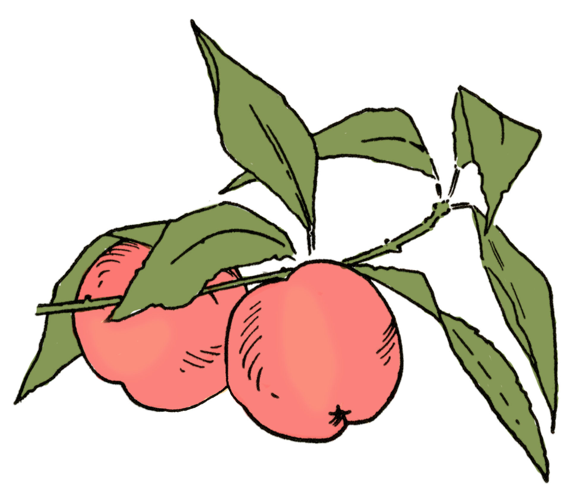 Detail Peach Drawing Nomer 4