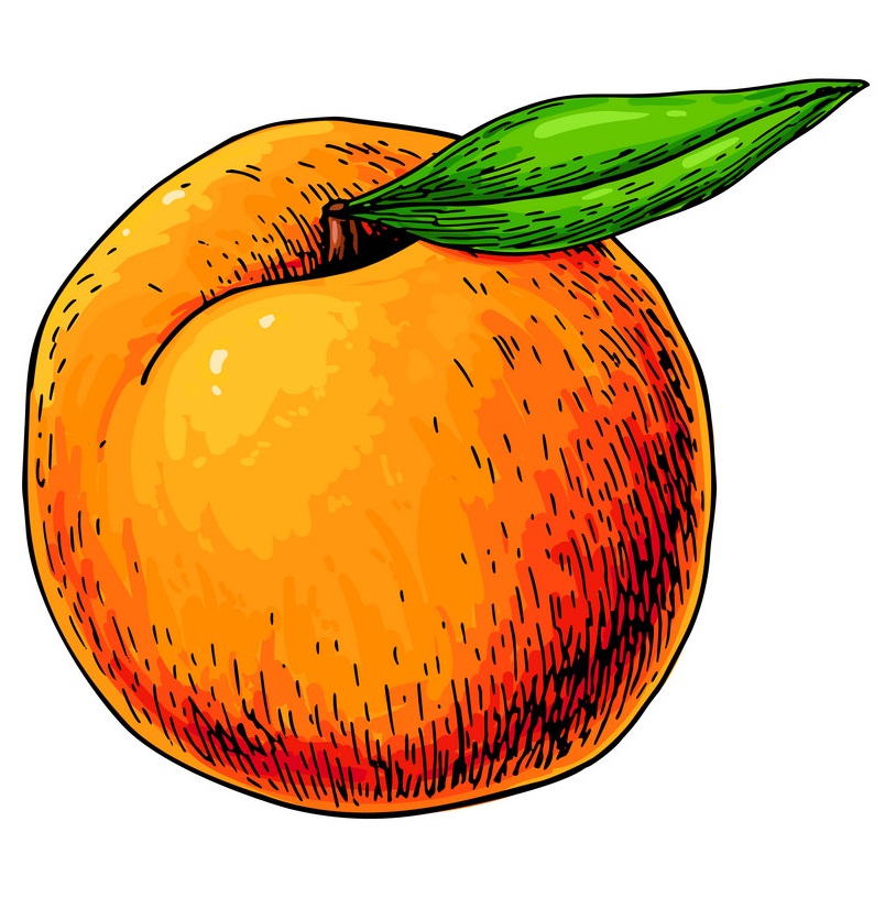 Detail Peach Drawing Nomer 7