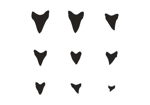 Detail Shark Tooth Outline Nomer 3