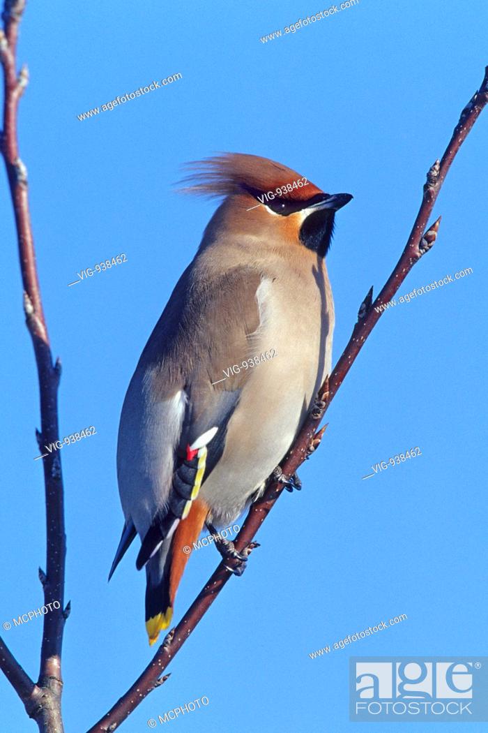 Detail Vogelstimme Kleiber Nomer 19