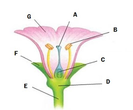 Detail Gambar Bagian Bunga Nomer 54