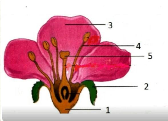 Detail Gambar Bagian Bunga Nomer 57