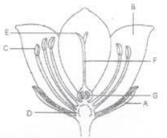 Detail Gambar Bagian Bunga Lengkap Nomer 35