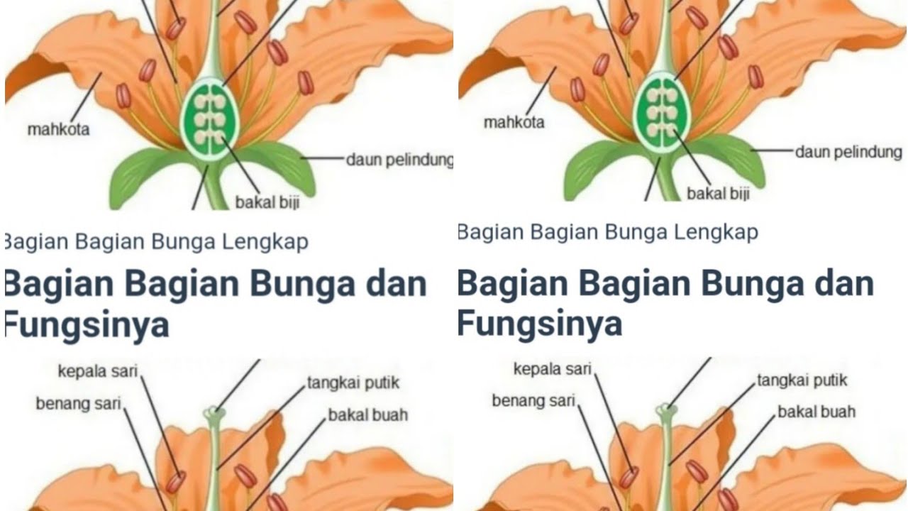 Detail Gambar Bagian Bunga Lengkap Nomer 38