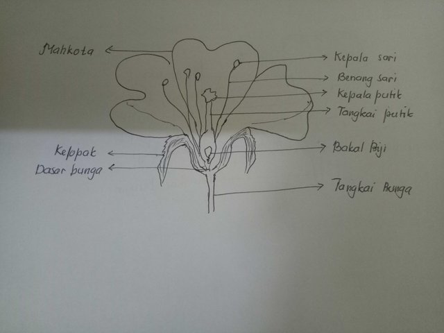 Detail Gambar Bagian Bunga Lengkap Nomer 53