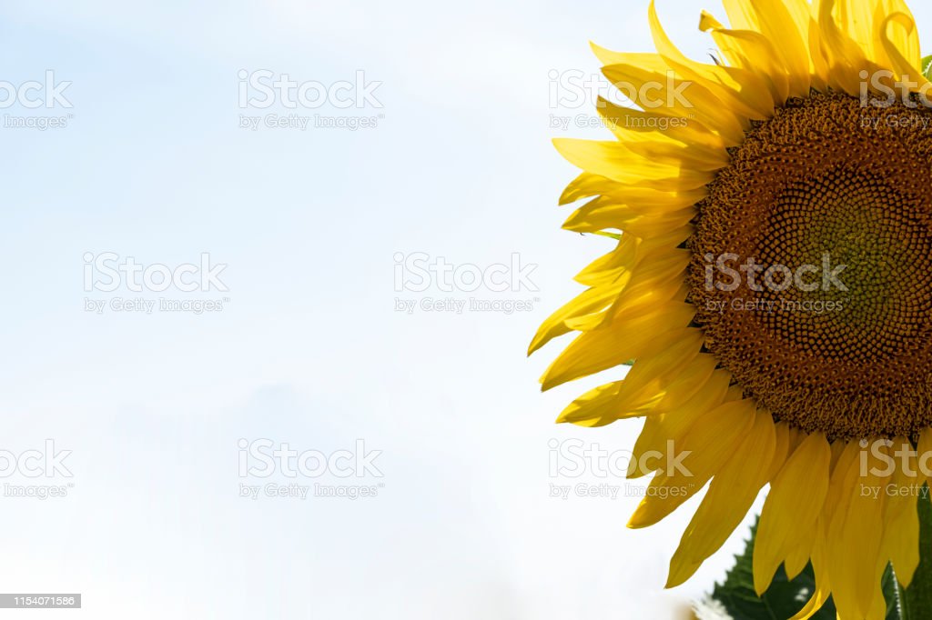 Detail Gambar Bagian Bunga Matahari Nomer 41