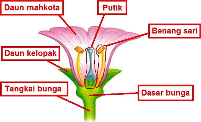 Detail Gambar Bagian Bunga Mawar Nomer 33