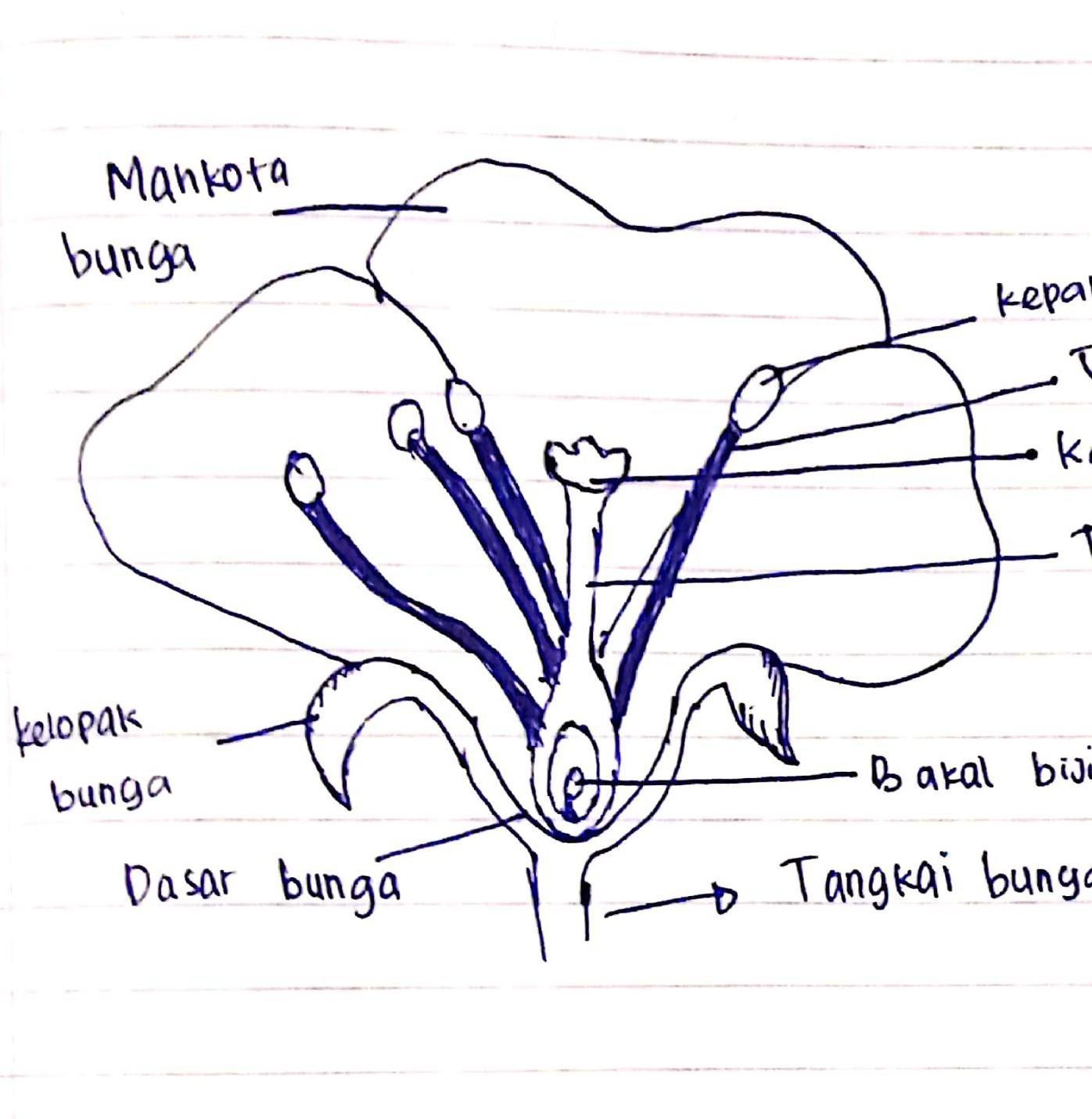 Detail Gambar Bagian Bunga Sempurna Nomer 17