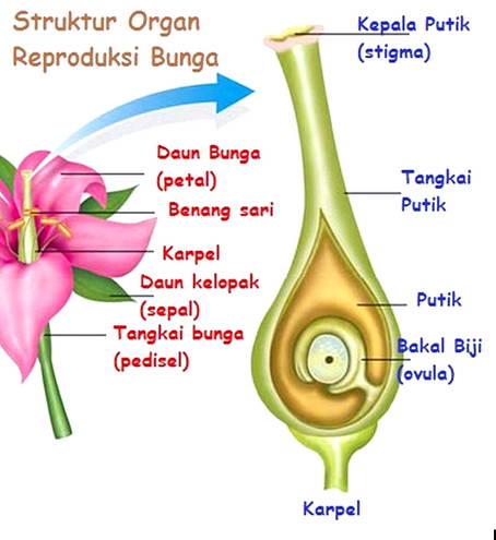 Detail Gambar Bagian Bunga Tanpa Keterangan Nomer 26