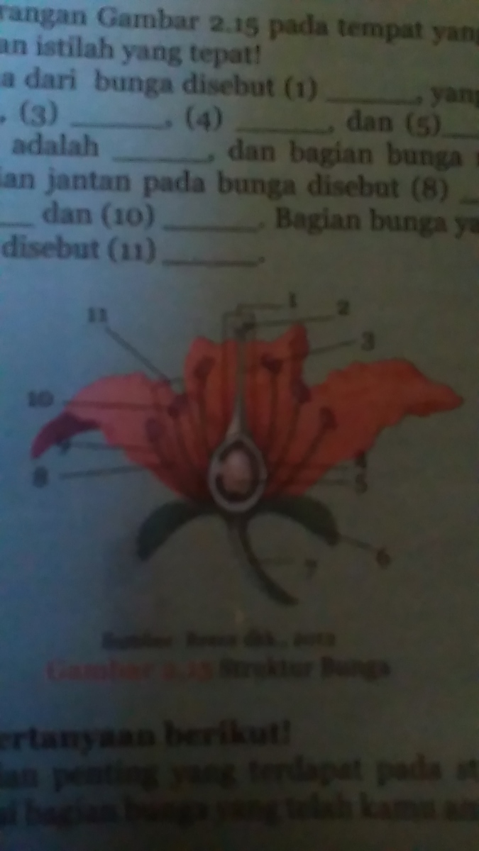 Detail Gambar Bagian Bunga Tanpa Keterangan Nomer 41