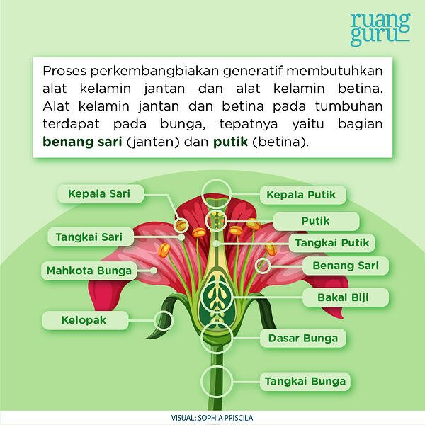 Detail Gambar Bagian Bunga Tanpa Keterangan Nomer 46