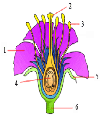 Detail Gambar Bagian Bunga Tanpa Keterangan Nomer 6