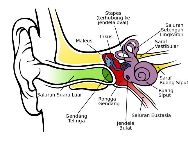 Detail Gambar Bagian Dalam Telinga Nomer 27