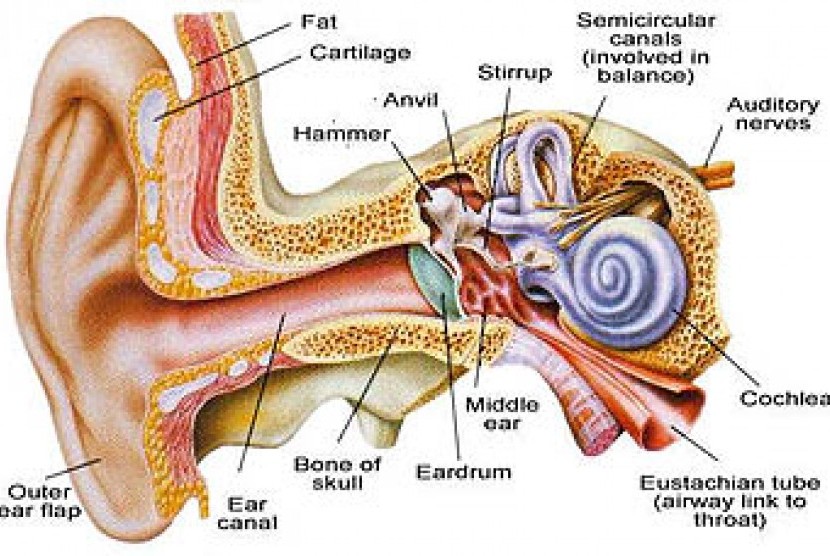 Detail Gambar Bagian Dalam Telinga Nomer 44