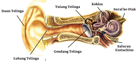 Detail Gambar Bagian Dalam Telinga Nomer 53