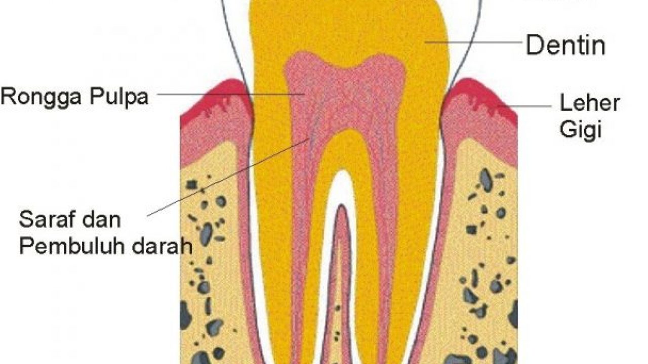 Detail Gambar Bagian Gigi Nomer 14