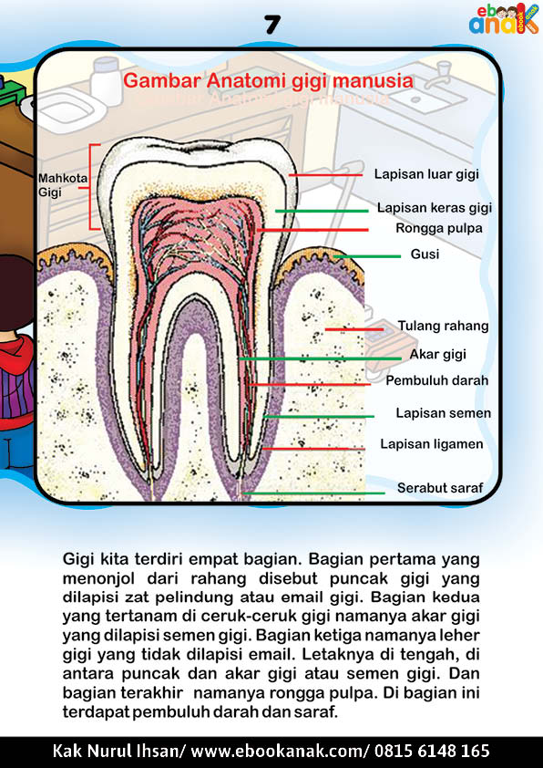 Detail Gambar Bagian Gigi Nomer 16