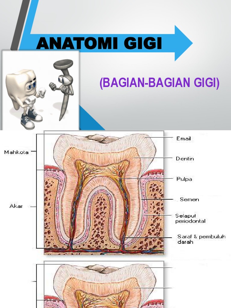 Detail Gambar Bagian Gigi Nomer 32