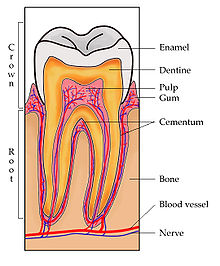 Detail Gambar Bagian Gigi Nomer 6