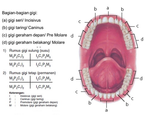 Detail Gambar Bagian Gigi Nomer 51