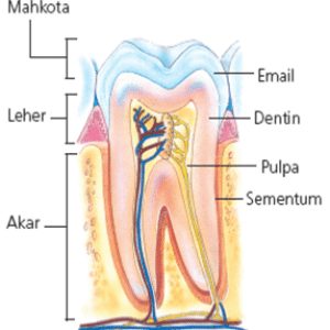 Detail Gambar Bagian Gigi Nomer 9