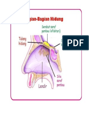 Detail Gambar Bagian Hidung Nomer 12