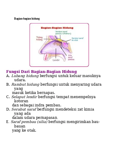 Detail Gambar Bagian Hidung Nomer 20