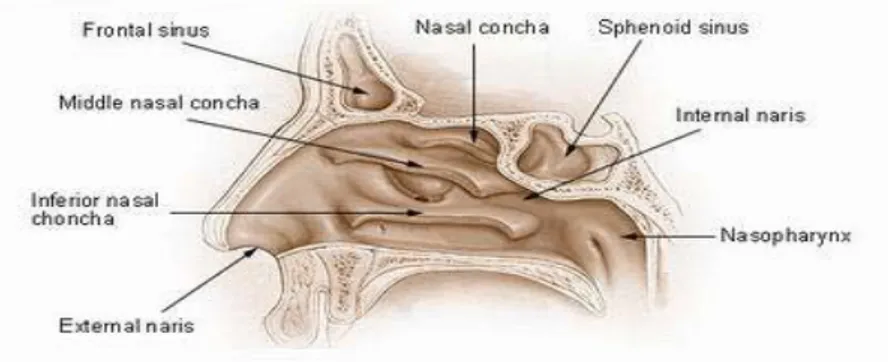 Detail Gambar Bagian Hidung Nomer 24