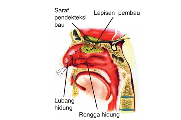 Detail Gambar Bagian Hidung Nomer 28