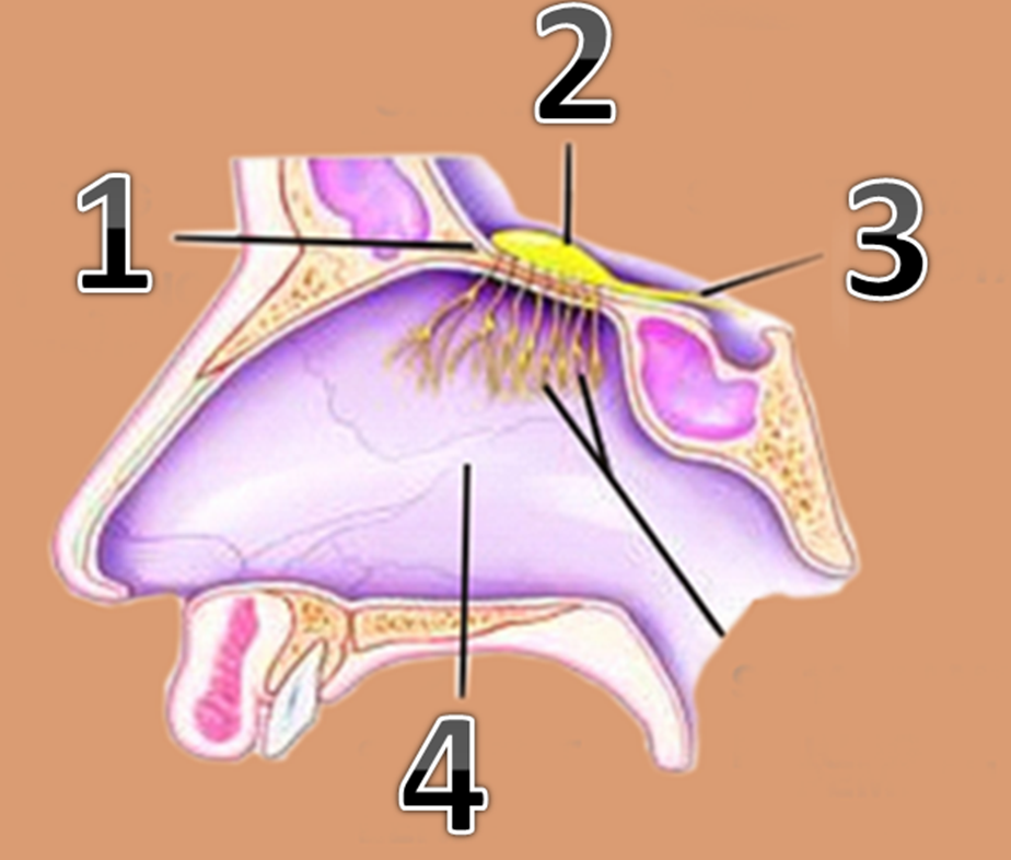 Detail Gambar Bagian Hidung Nomer 31