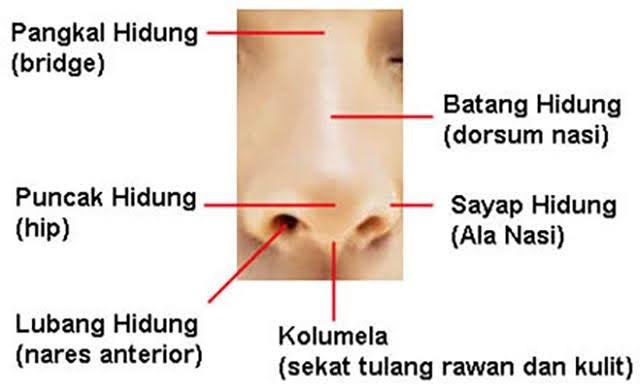 Detail Gambar Bagian Hidung Nomer 33