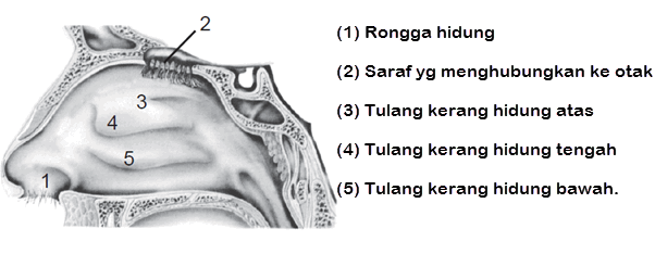 Detail Gambar Bagian Hidung Nomer 35