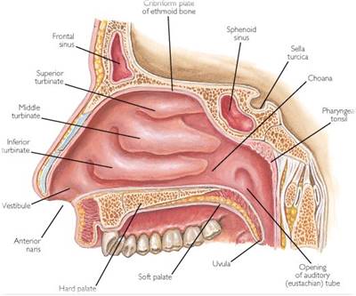 Detail Gambar Bagian Hidung Nomer 5