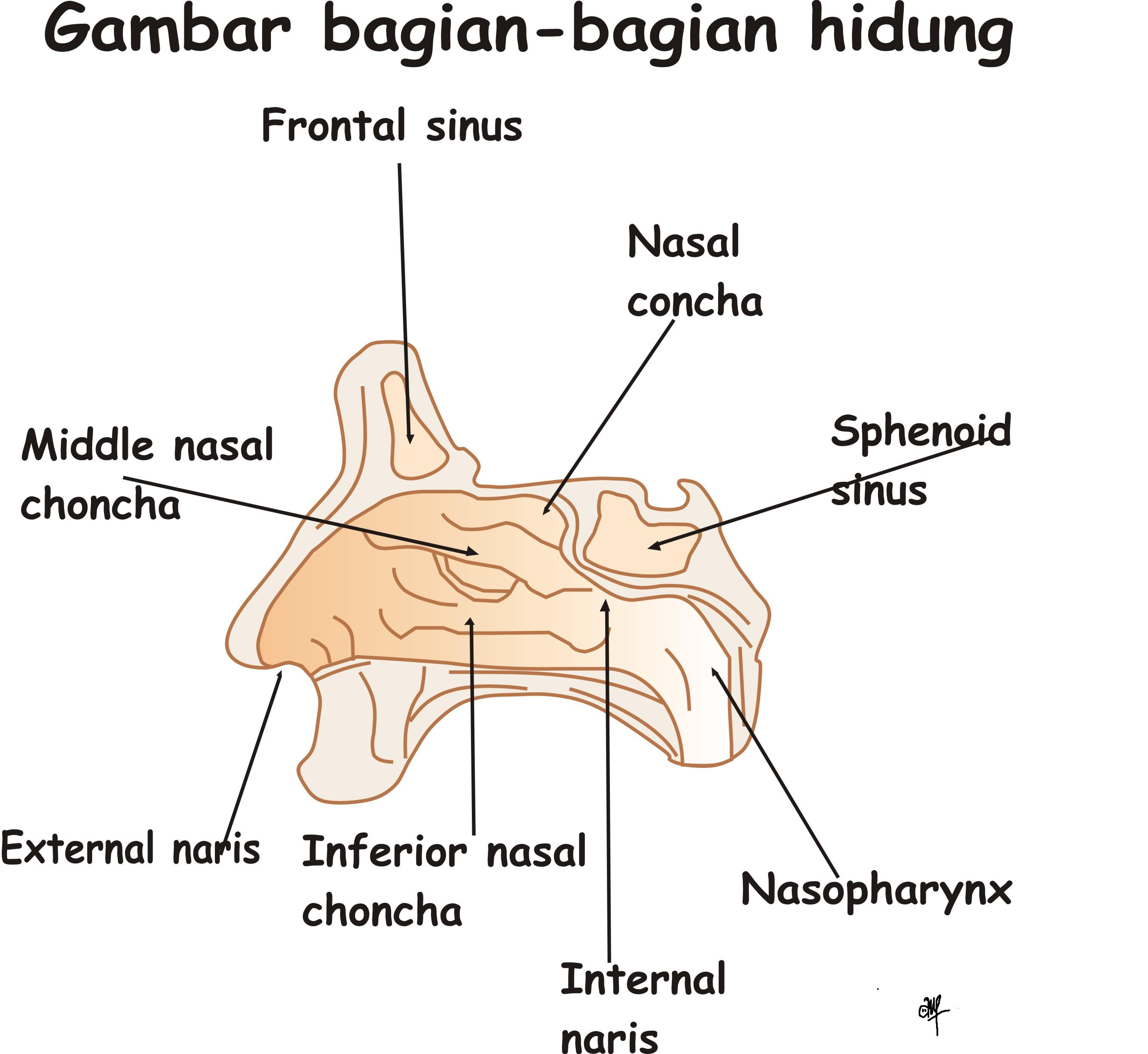 Detail Gambar Bagian Hidung Nomer 44