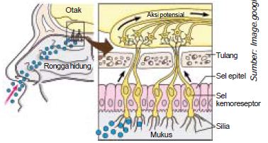 Detail Gambar Bagian Hidung Nomer 47