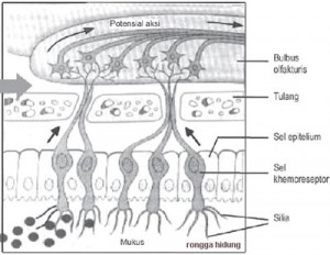 Detail Gambar Bagian Hidung Nomer 53