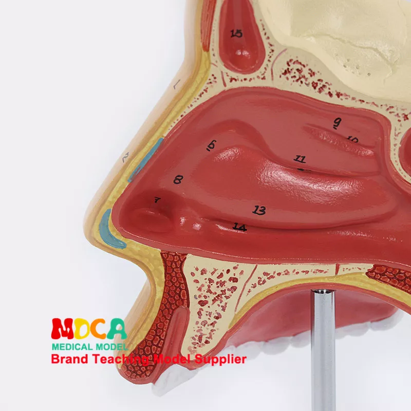 Detail Gambar Bagian Hidung Nomer 54