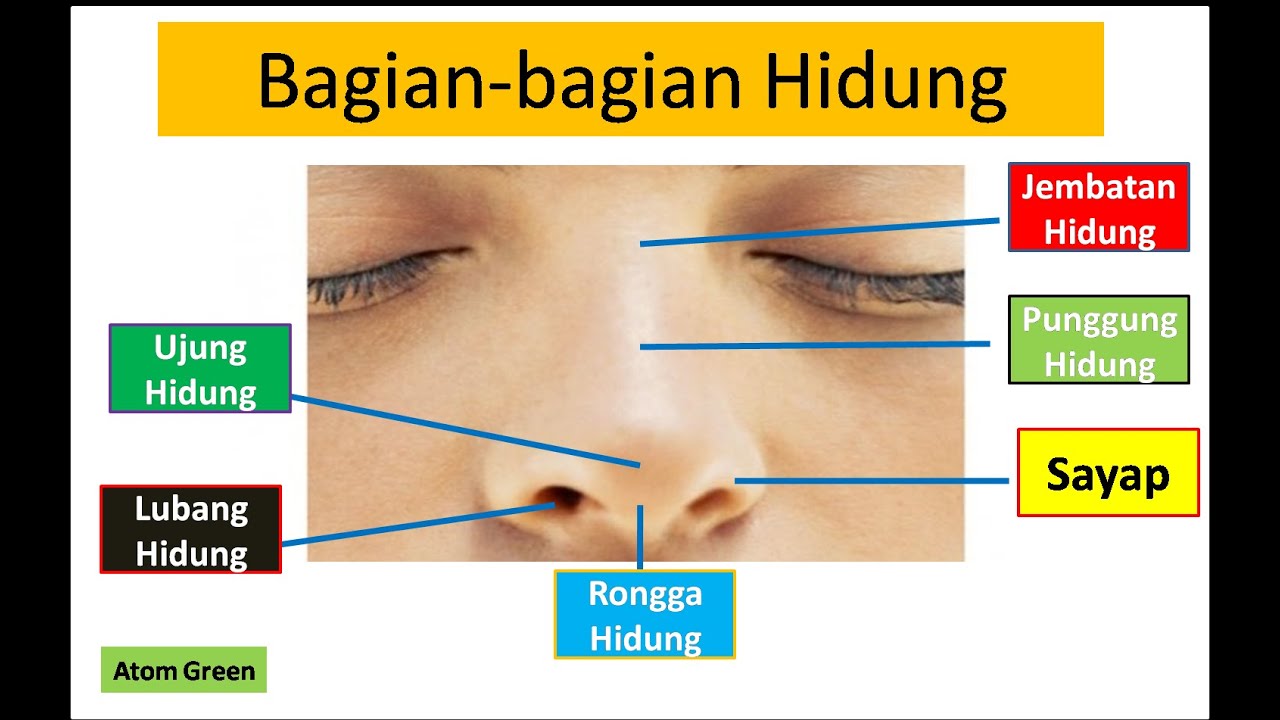 Detail Gambar Bagian Hifung Nomer 22